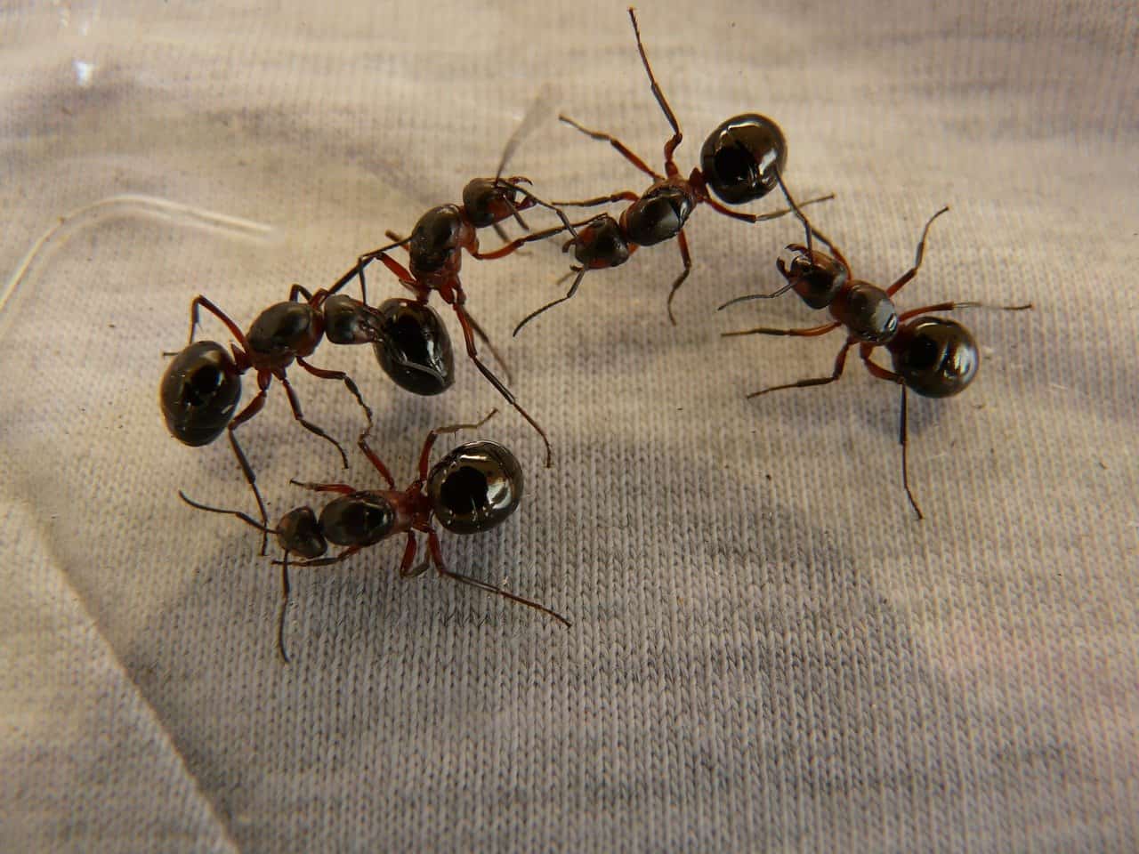 se débarasser des fourmis dans un appartement