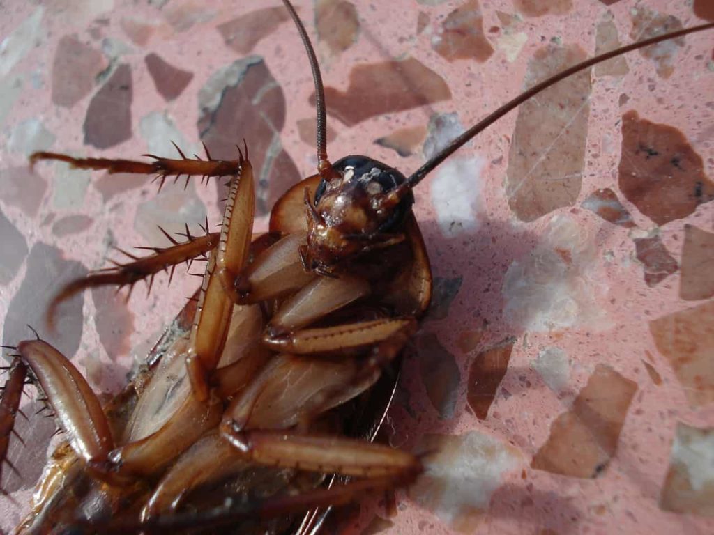Éliminer les cafards dans un appartement Solutions naturelles et insecticides