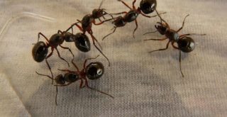 se débarasser des fourmis dans un appartement